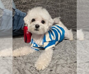 Father of the Maltese puppies born on 02/14/2025