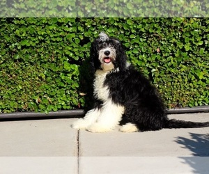 Sheepadoodle Puppy for sale in LOS ANGELES, CA, USA