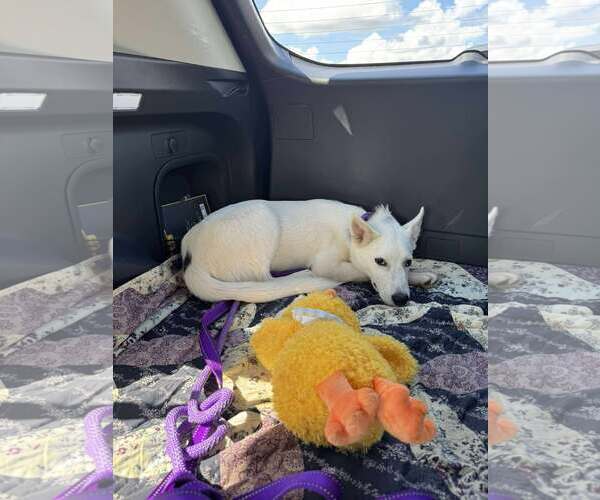 Medium Photo #3 Unknown-white german shepherd Mix Puppy For Sale in Hoffman Estates, IL, USA