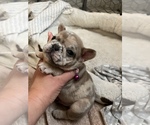 Small Photo #9 French Bulldog Puppy For Sale in MIDLOTHIAN, TX, USA