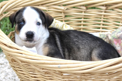 Medium Photo #1 Labrador Retriever-Siberian Husky Mix Puppy For Sale in MIDLOTHIAN, TX, USA