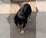 Small #1 Miniature Australian Shepherd
