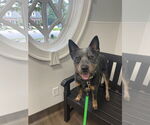 Small #1 Mutt