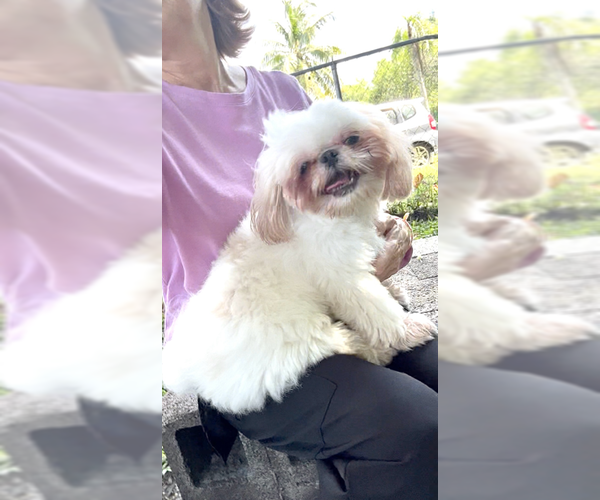 Medium Photo #3 Shih Tzu Puppy For Sale in Weston, FL, USA