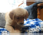 Small #7 Golden Retriever