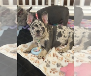 French Bulldog Litter for sale in SYRACUSE, NY, USA