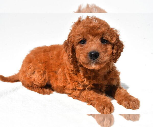Medium Photo #3 Goldendoodle mix (+ Poodle Miniature) Puppy For Sale in DURHAM, CT, USA