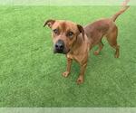 Small Labrador Retriever Mix