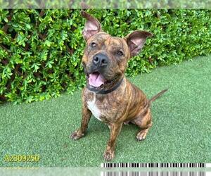 American Pit Bull Terrier Dogs for adoption in West Palm Beach, FL, USA
