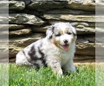 Small #1 Australian Shepherd