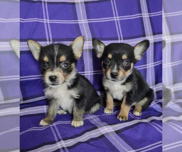 Medium Photo #1 Chi-Corgi Puppy For Sale in SAN DIEGO, CA, USA