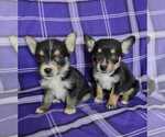 Small Photo #1 Chi-Corgi Puppy For Sale in SAN DIEGO, CA, USA