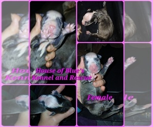 American Pit Bull Terrier Puppy for sale in DELAWARE, OH, USA