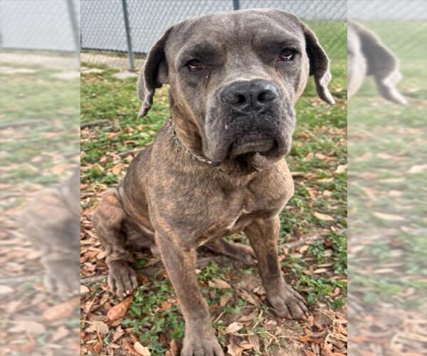 Medium Photo #1 Neapolitan Mastiff-Unknown Mix Puppy For Sale in Texas City, TX, USA
