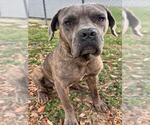 MAXIMUS - Male Neapolitan Mastiff-Unknown Mix Dog for Adoption - Small photo