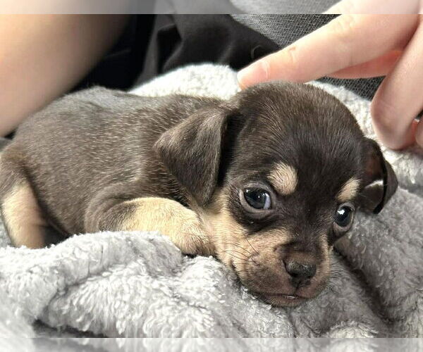 Medium Photo #2 Chug Puppy For Sale in Boonton, NJ, USA