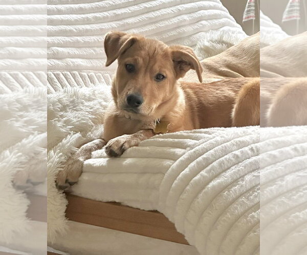 Medium Photo #2 Mutt Puppy For Sale in Sandy, UT, USA