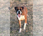 Small Photo #1 Boxer Puppy For Sale in JOHNSON, NE, USA
