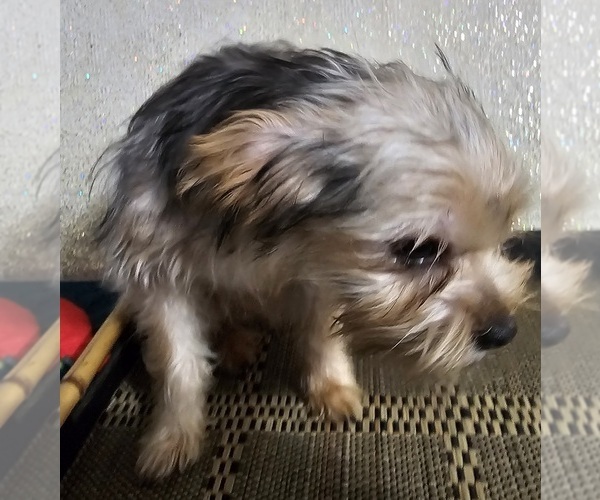 Medium Photo #2 French Bulldog-Yorkshire Terrier Mix Puppy For Sale in HUDDLESTON, VA, USA