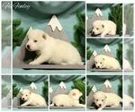 Small Photo #6 Pomsky Puppy For Sale in NILES, OH, USA