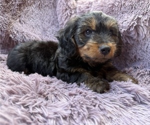Dorkie Puppy for sale in WEBSTER, FL, USA