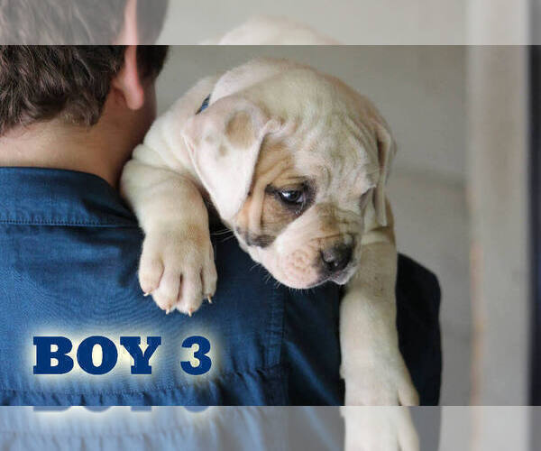 Medium Photo #28 American Bulldog Puppy For Sale in PARIS, TN, USA