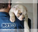 Small #27 American Bulldog