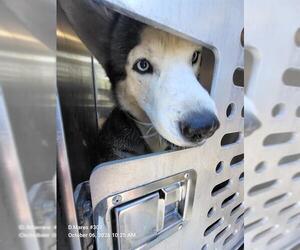 Siberian Husky Dogs for adoption in San Antonio, TX, USA