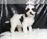 Puppy Bunny F1 Cavapoo