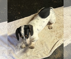 Dachshund Puppy for sale in MAYPORT, PA, USA