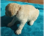 Small Photo #8 Goldendoodle Puppy For Sale in KERNERSVILLE, NC, USA