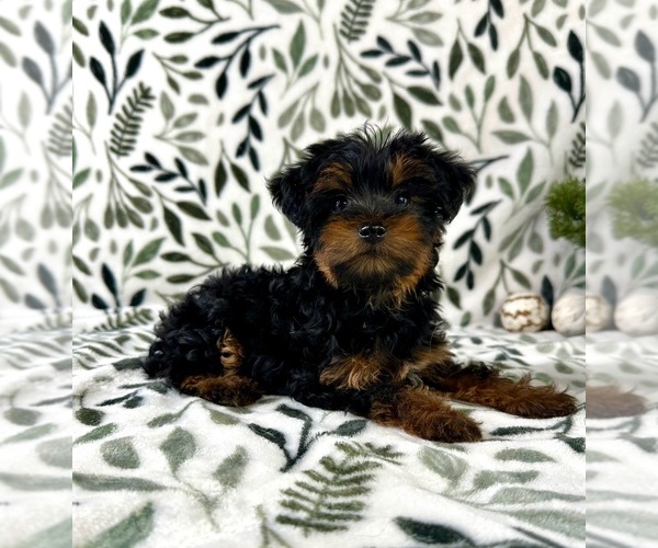 Medium Photo #1 YorkiePoo Puppy For Sale in GREENFIELD, IN, USA