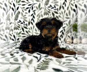 YorkiePoo Puppy for sale in GREENFIELD, IN, USA