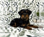 Small YorkiePoo