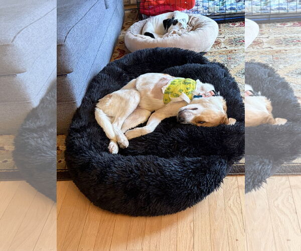 Medium Photo #3 Mutt Puppy For Sale in Plainfield, IL, USA