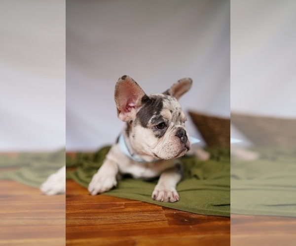 Full screen Photo #6 French Bulldog Puppy For Sale in SUWANEE, GA, USA