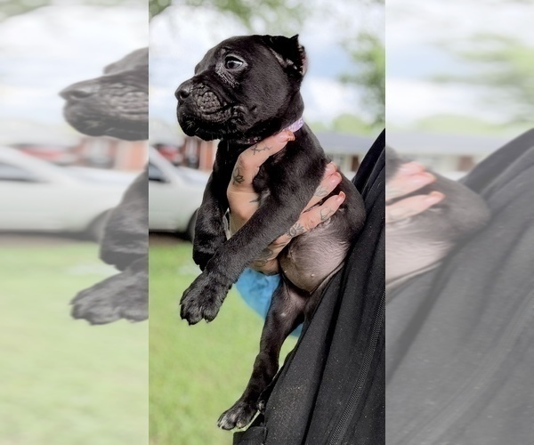 Medium Photo #41 Cane Corso Puppy For Sale in ANDERSON, IN, USA