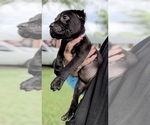 Small #2 Cane Corso