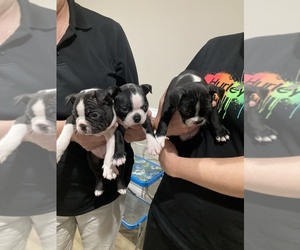 Boston Terrier Puppy for sale in SELMA, NC, USA