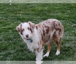 Small Photo #1 Australian Shepherd Puppy For Sale in MOUNTAIN HOME, ID, USA