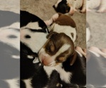 Small Photo #37 Beagle Puppy For Sale in BOWLING GREEN, MO, USA