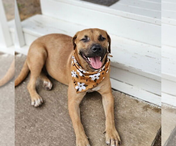 Medium Photo #3 Mutt Puppy For Sale in Brewster, NY, USA