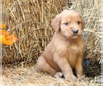 Puppy Rudolph Golden Irish