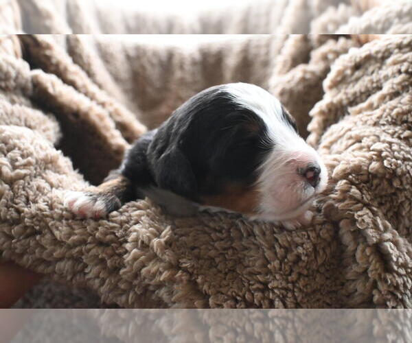 Medium Photo #27 Bernedoodle Puppy For Sale in ELMWOOD, IL, USA