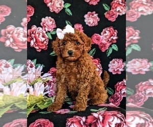 Cavapoo Puppy for sale in QUARRYVILLE, PA, USA