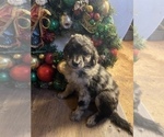 Puppy 3 Aussiedoodle-Goldendoodle Mix