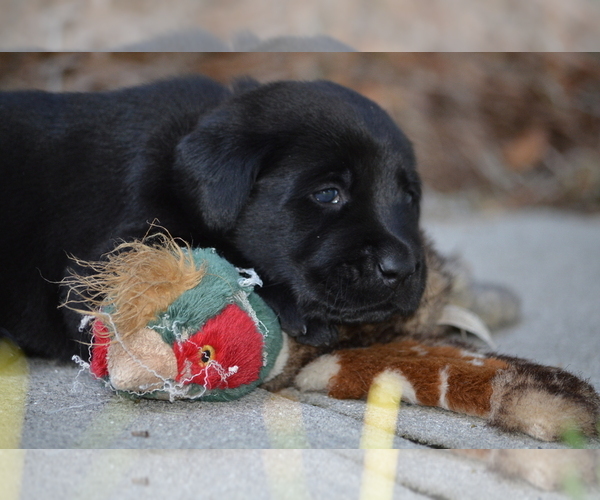 Medium Photo #6 Labrador Retriever Puppy For Sale in RICHMOND HILL, GA, USA