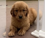 Puppy Luna Golden Retriever