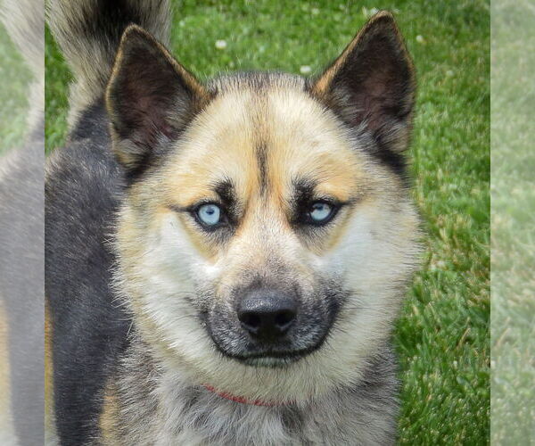 Medium Photo #1 German Shepherd Dog-Huskies  Mix Puppy For Sale in Huntley, IL, USA