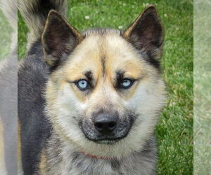 German Shepherd Dog-Huskies Mix Dogs for adoption in Huntley, IL, USA